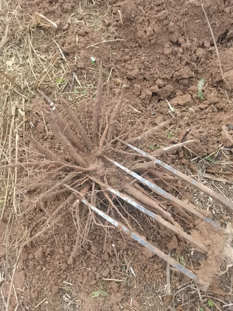 赤芍，山赤芍菏泽产地，精品赤芍鲜货干货。