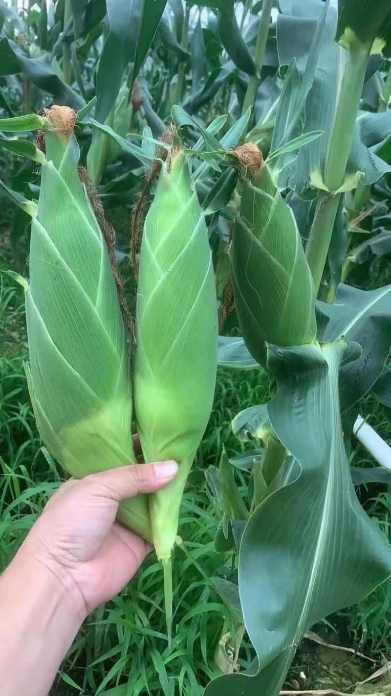 粤通农业种植股份有限公司，专业种植各种玉米，