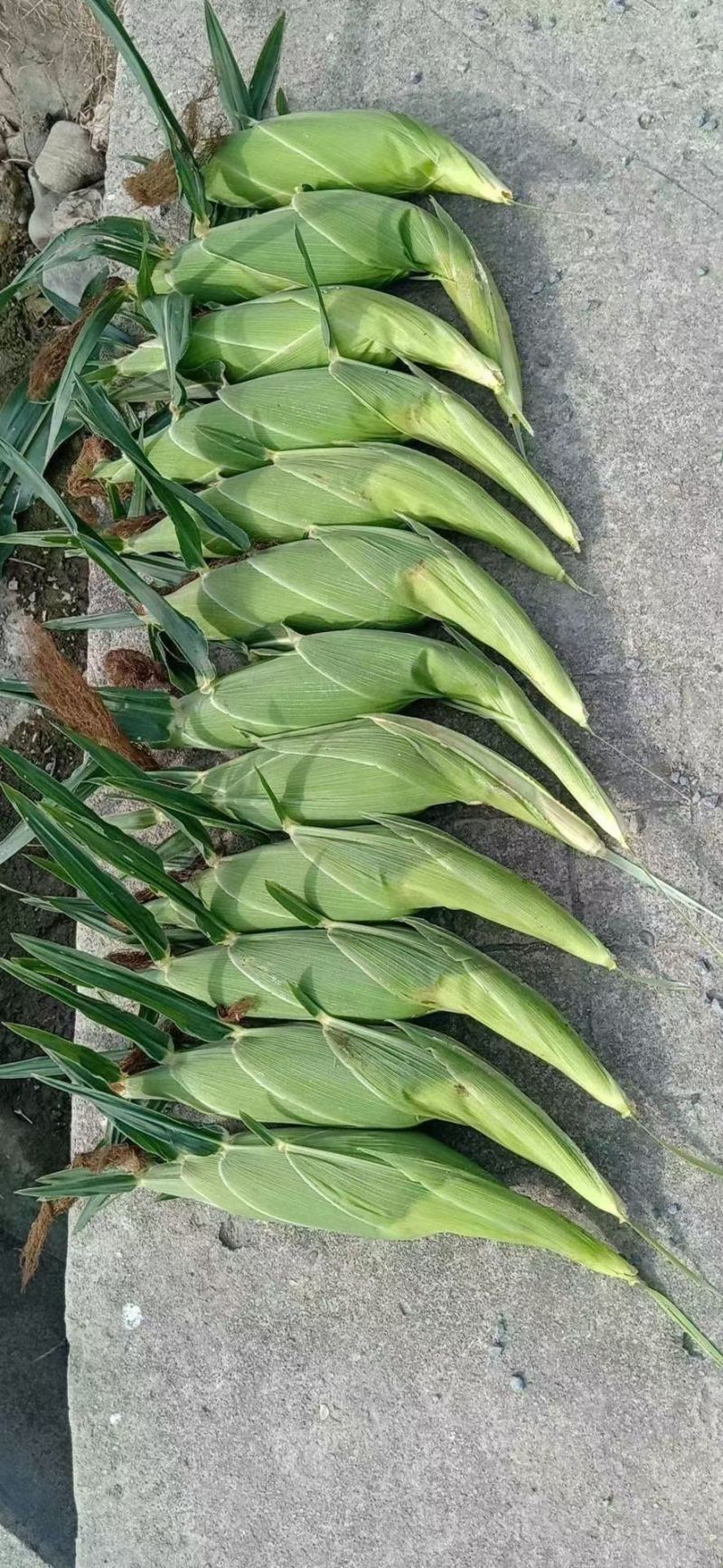 粤通农业种植股份有限公司，专业种植各种玉米，