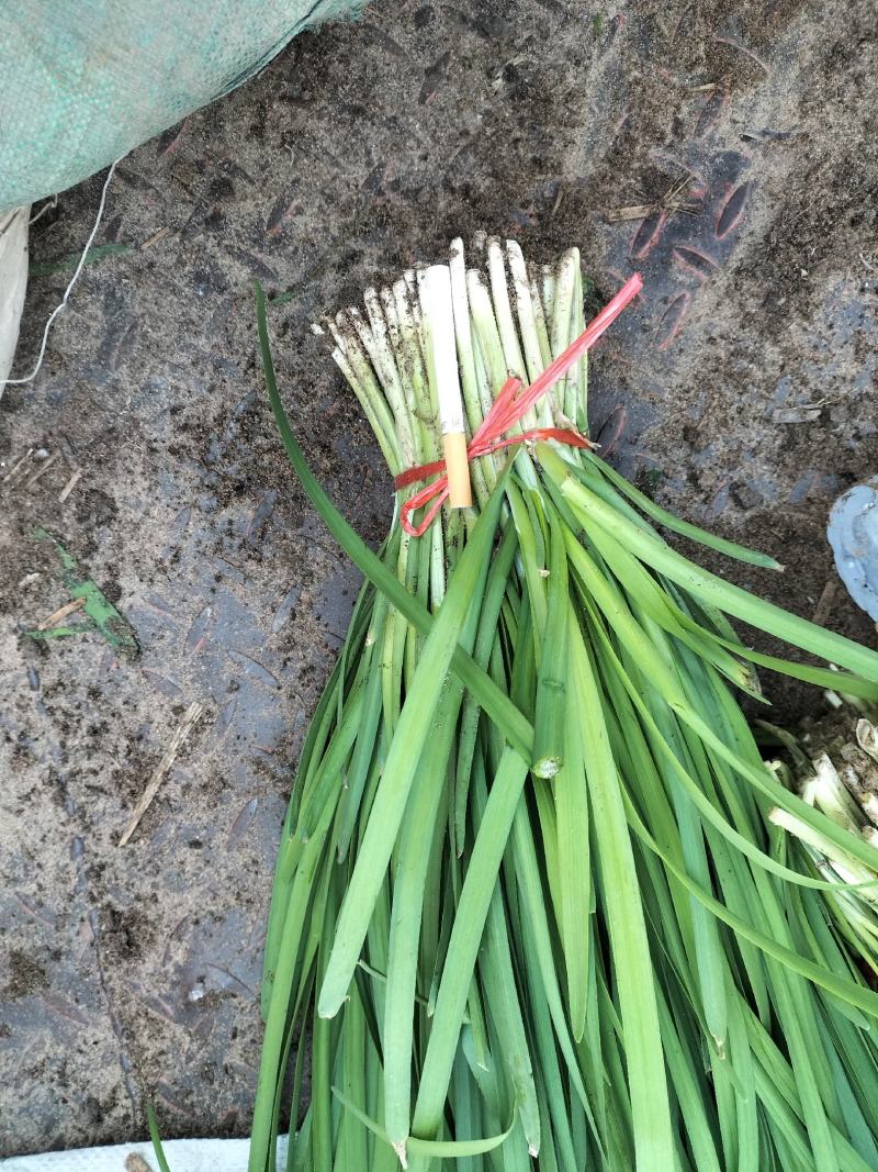 民勤大棚精品大叶韭菜，叶宽，根粗，产地直销