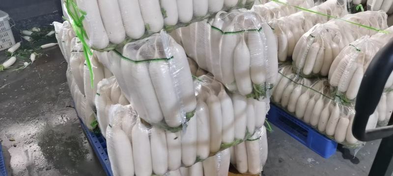 精品白萝卜，三排，四排，五排价格美丽，品质好，货源充足。