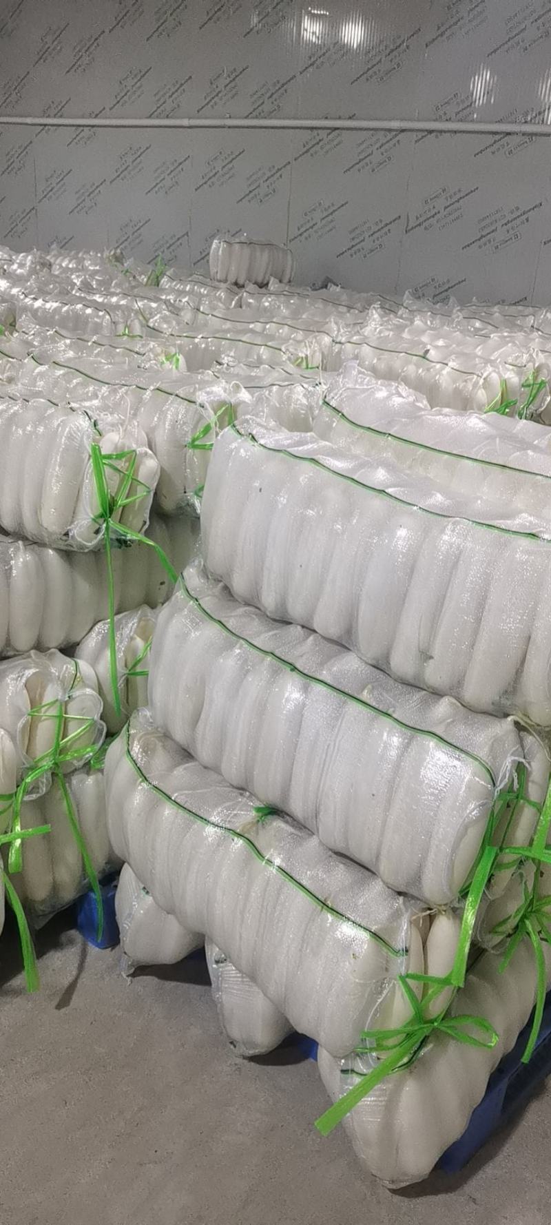 精品白萝卜，三排，四排，五排价格美丽，品质好，货源充足。