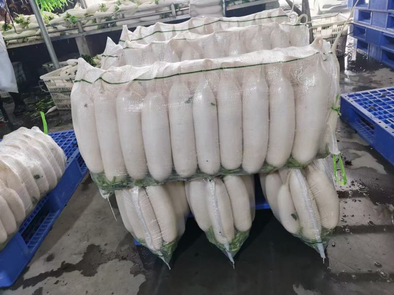 精品白萝卜，三排，四排，五排价格美丽，品质好，货源充足。