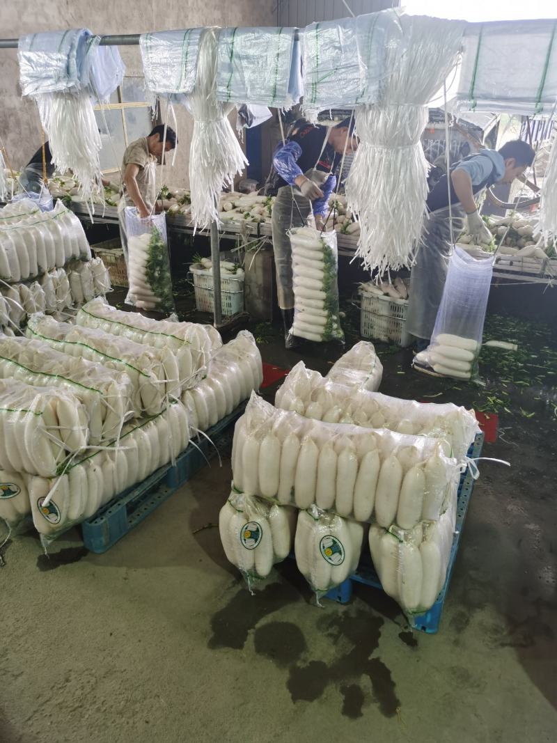 精品白萝卜，三排，四排，五排价格美丽，品质好，货源充足。