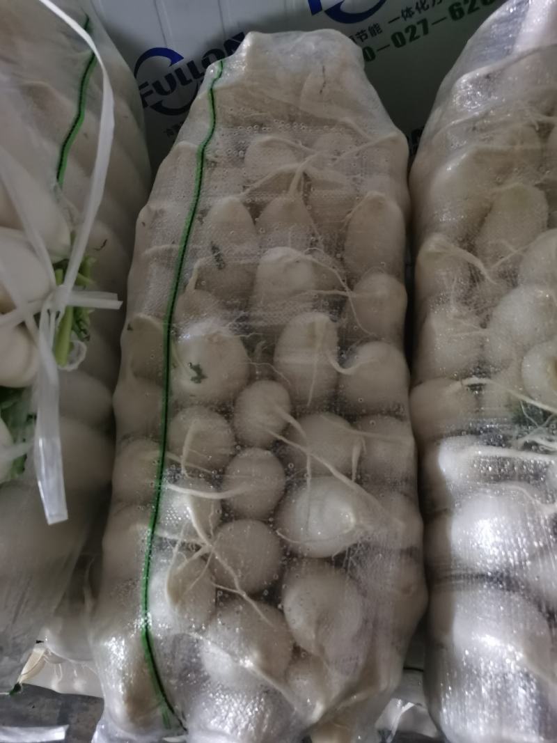 精品白萝卜，三排，四排，五排价格美丽，品质好，货源充足。