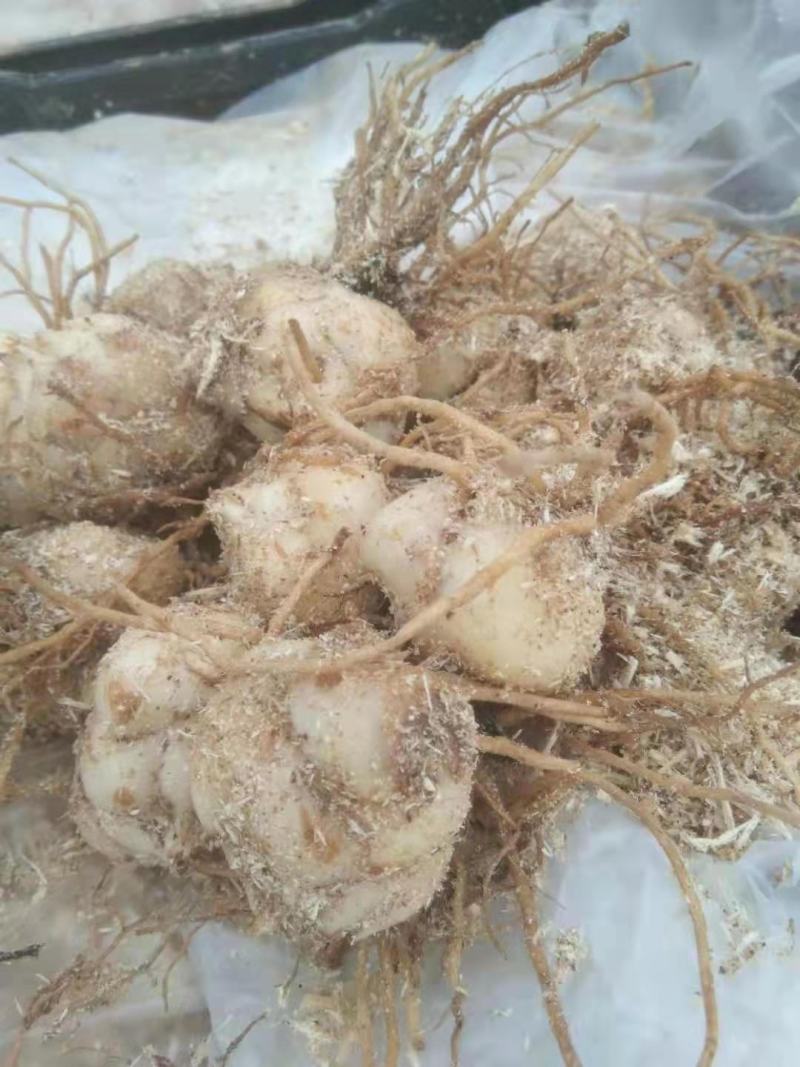 亚百合种球，四个颜色，可做盆栽，切花