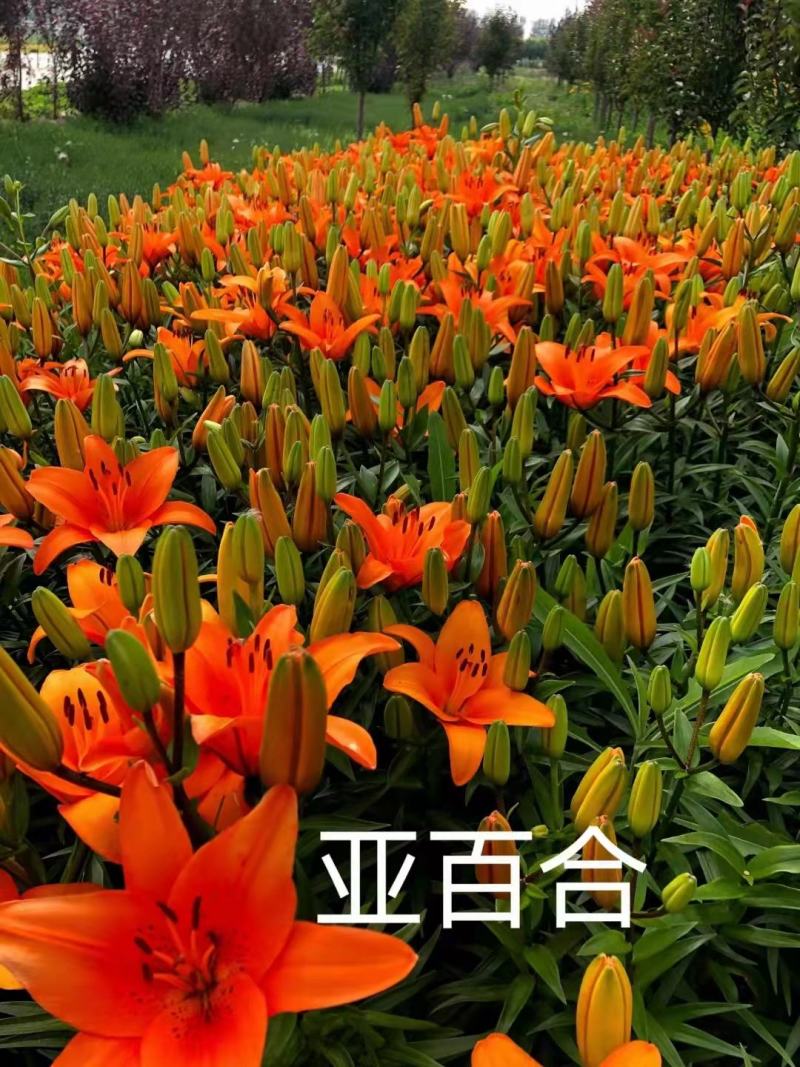 亚百合种球，四个颜色，可做盆栽，切花