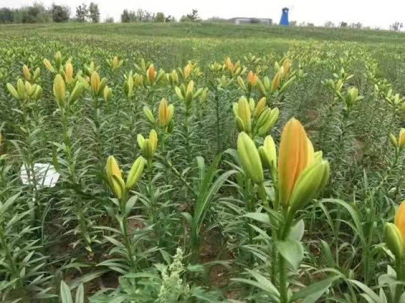 亚百合种球，四个颜色，可做盆栽，切花