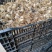 亚百合种球，四个颜色，可做盆栽，切花