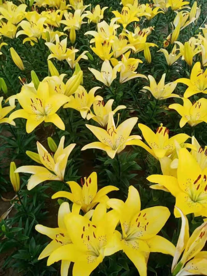 亚百合种球，四个颜色，可做盆栽，切花