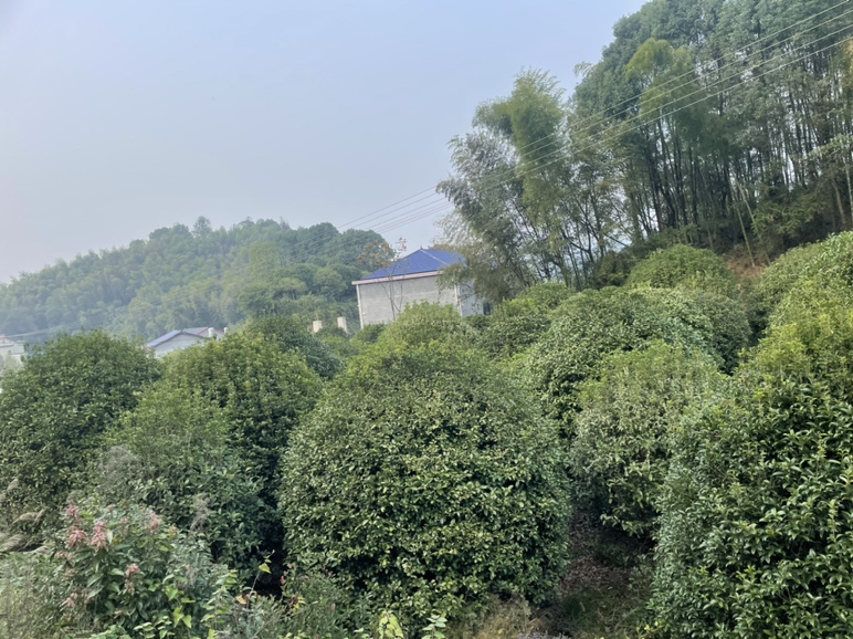 一组以丹桂花色为主色调的家居与服饰设计展示图,包括沙发、靠垫、围巾与墙面配色 丹桂花色与设计