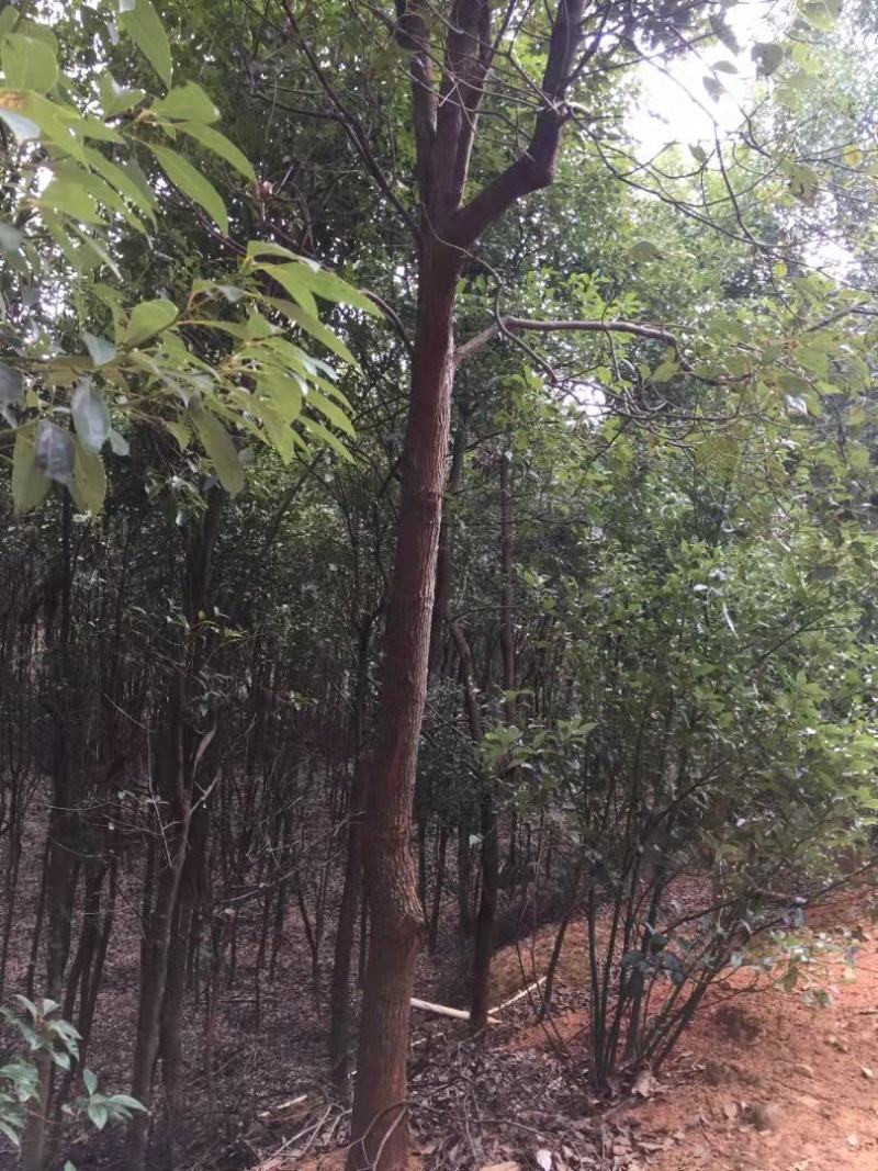 香樟树香樟产地直销，绿化带专用，规格齐全、全冠成活率高，欢迎