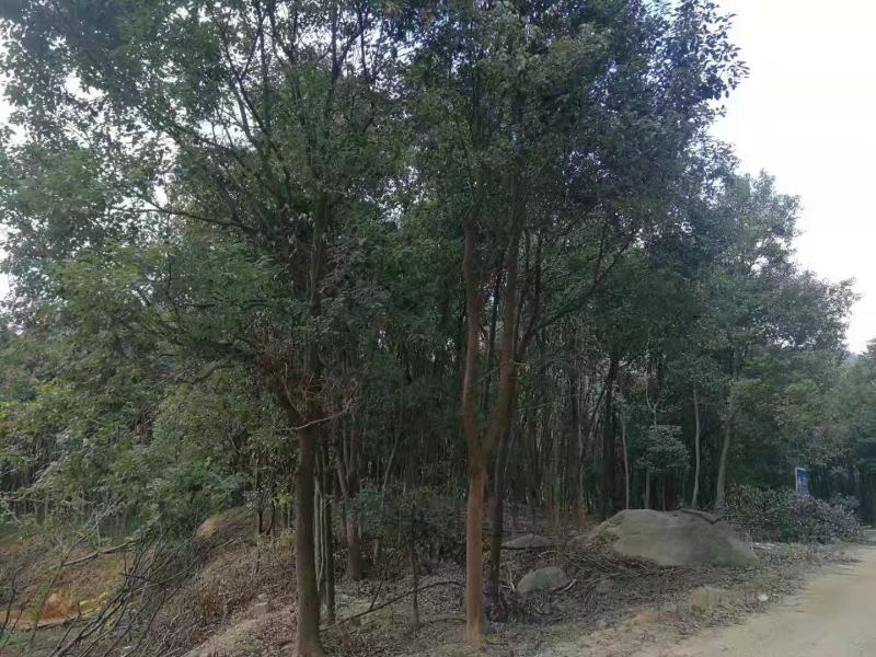 香樟树香樟产地直销，绿化带专用，规格齐全、全冠成活率高，欢迎