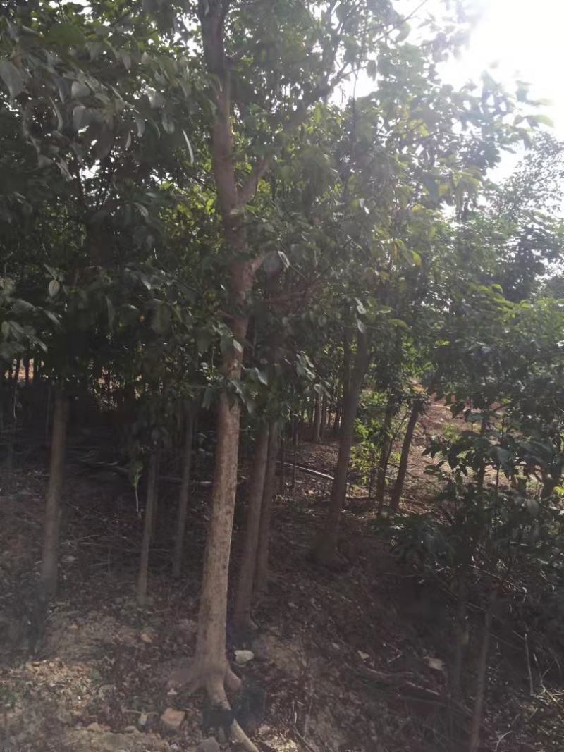 乔木小叶榕绿化榕树行道树风景树袋苗地苗全冠土球