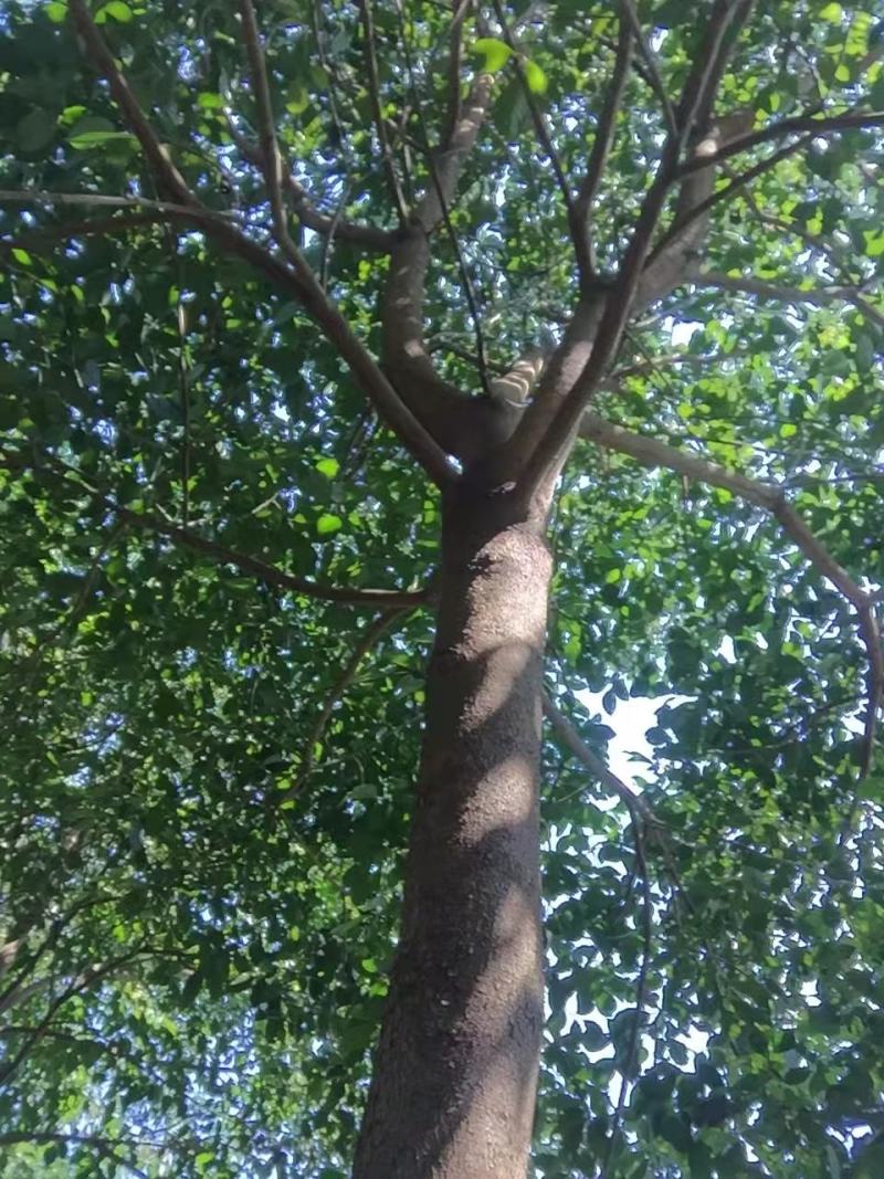 乐昌含笑福建漳州，产地直销，树型塔状，行道树风景树，土球率