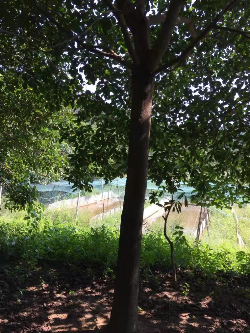 乐昌含笑福建漳州，产地直销，树型塔状，行道树风景树，土球率