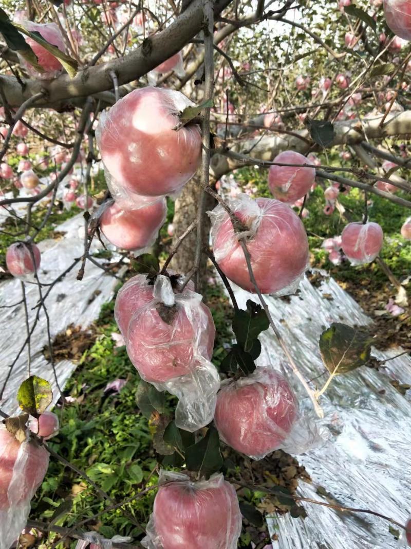 苹果早红富士花冠苹果