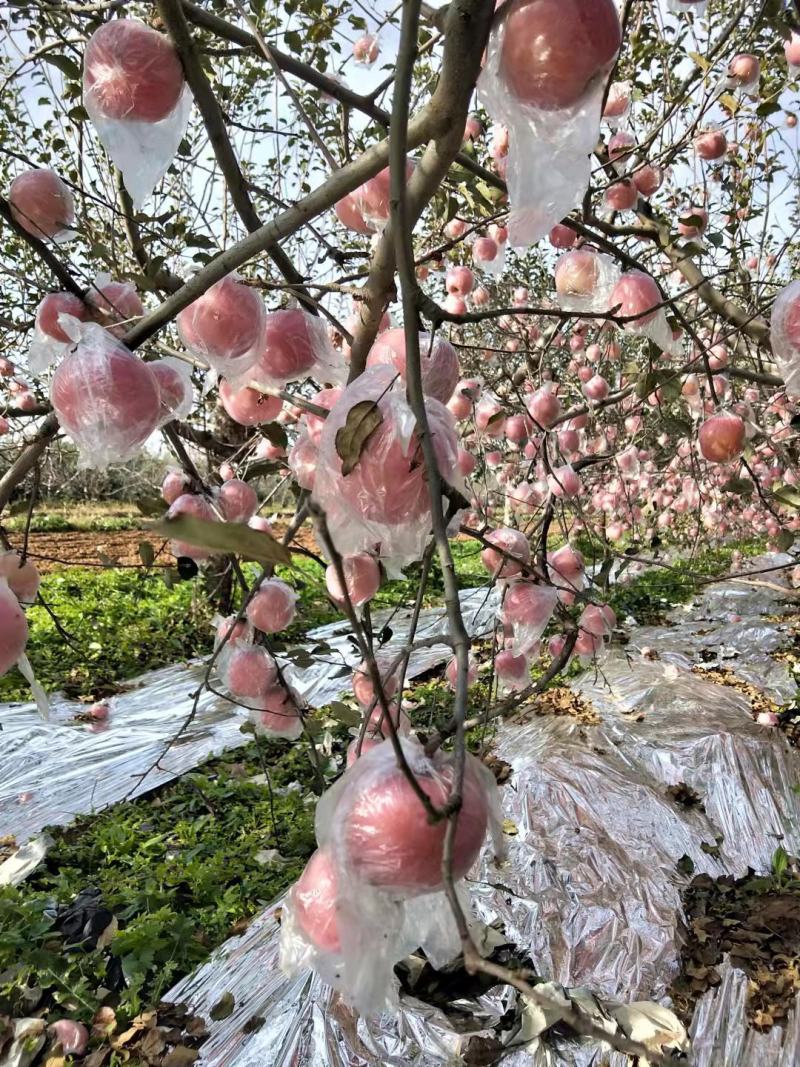 苹果早红富士花冠苹果