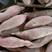 西瓜红蜜薯不同规格都有加工货市场货麦茬存储精品货