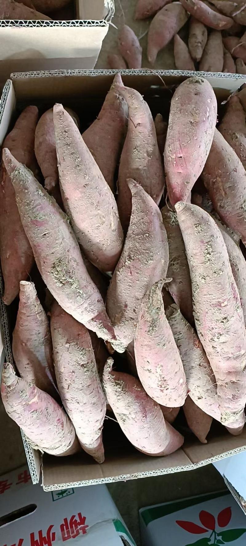 西瓜红蜜薯不同规格都有加工货市场货麦茬存储精品货
