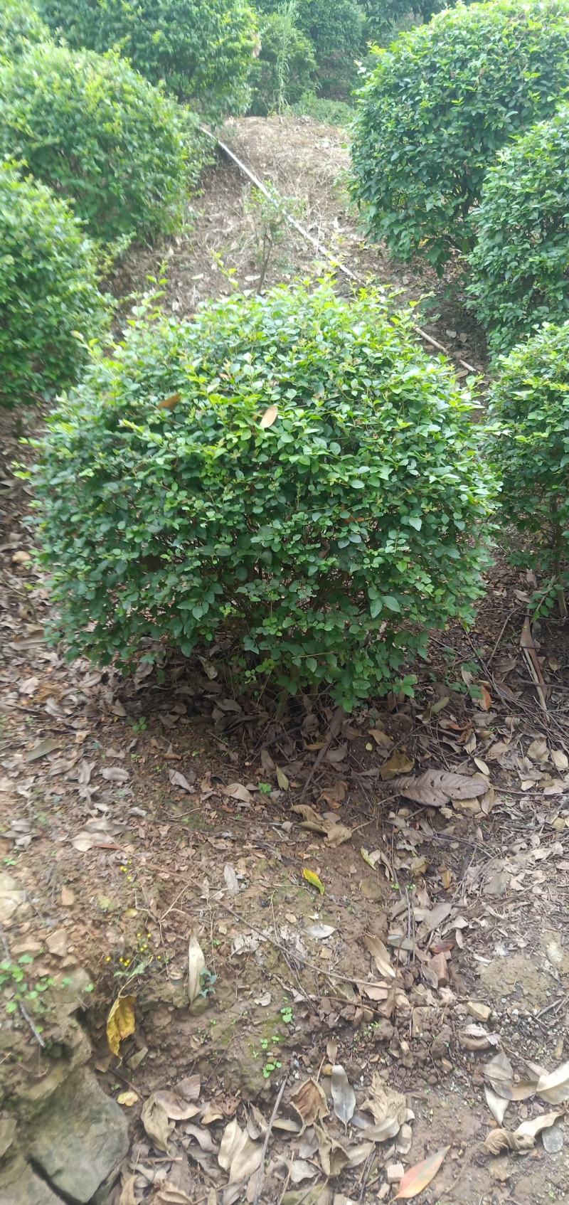 毛叶丁香球