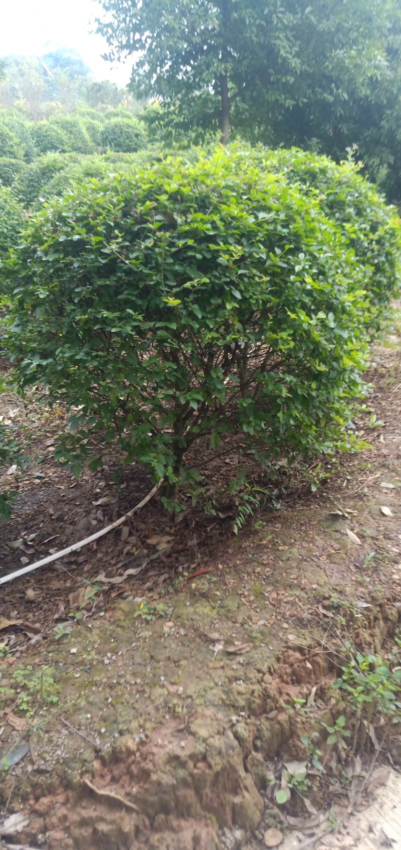 毛叶丁香球