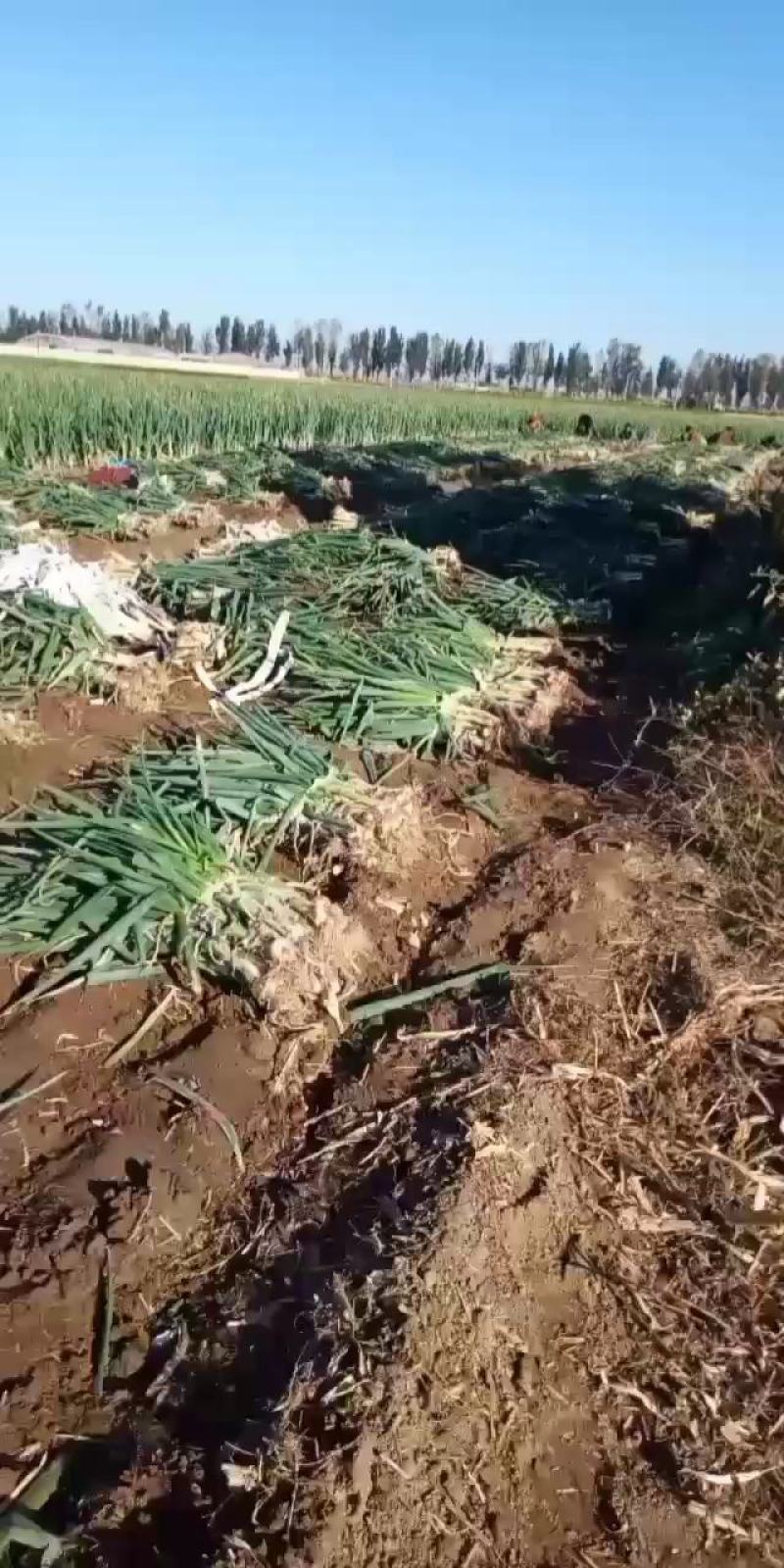 无极县长白大葱