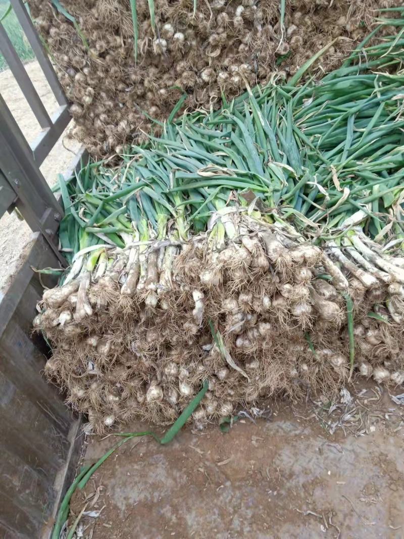 无极县长白大葱
