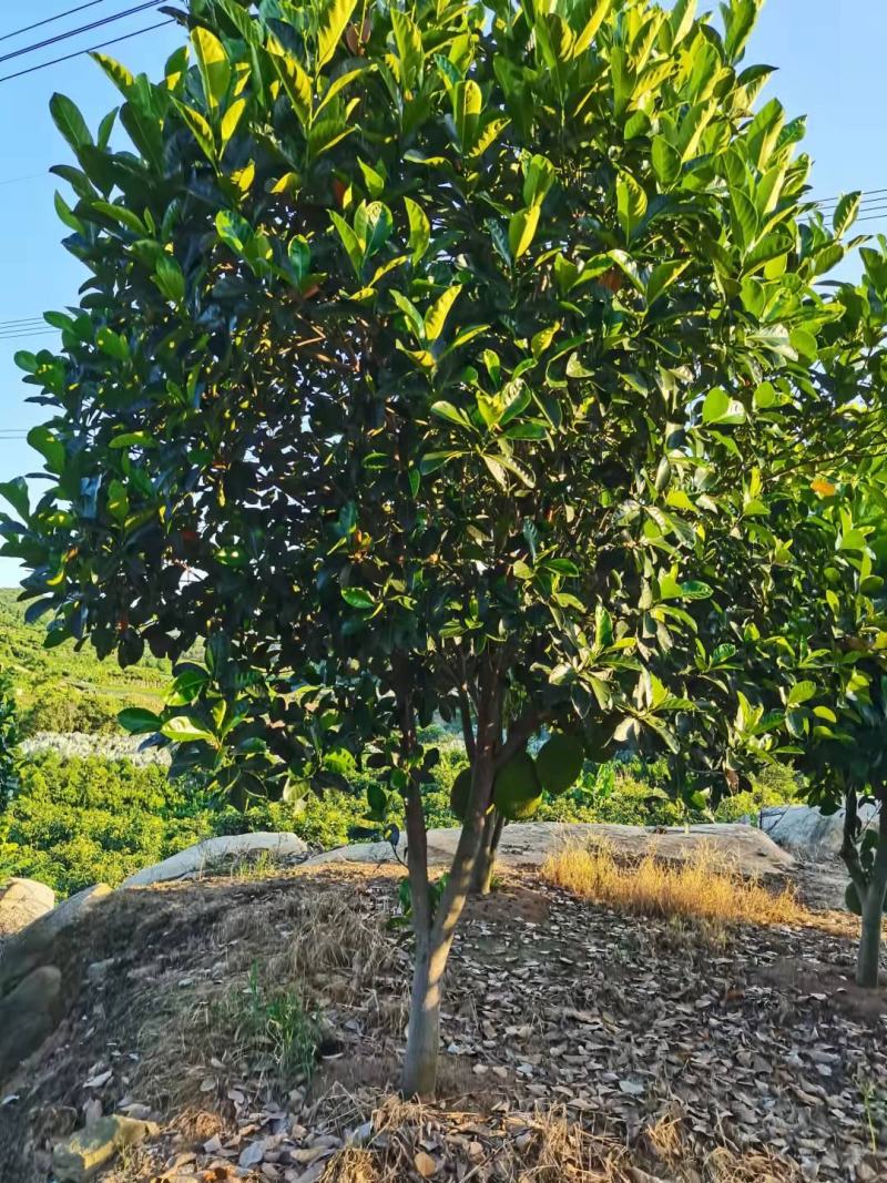 菠萝蜜树水果苗木成年挂果，泰国一号菠萝树，红心菠萝嫁接树