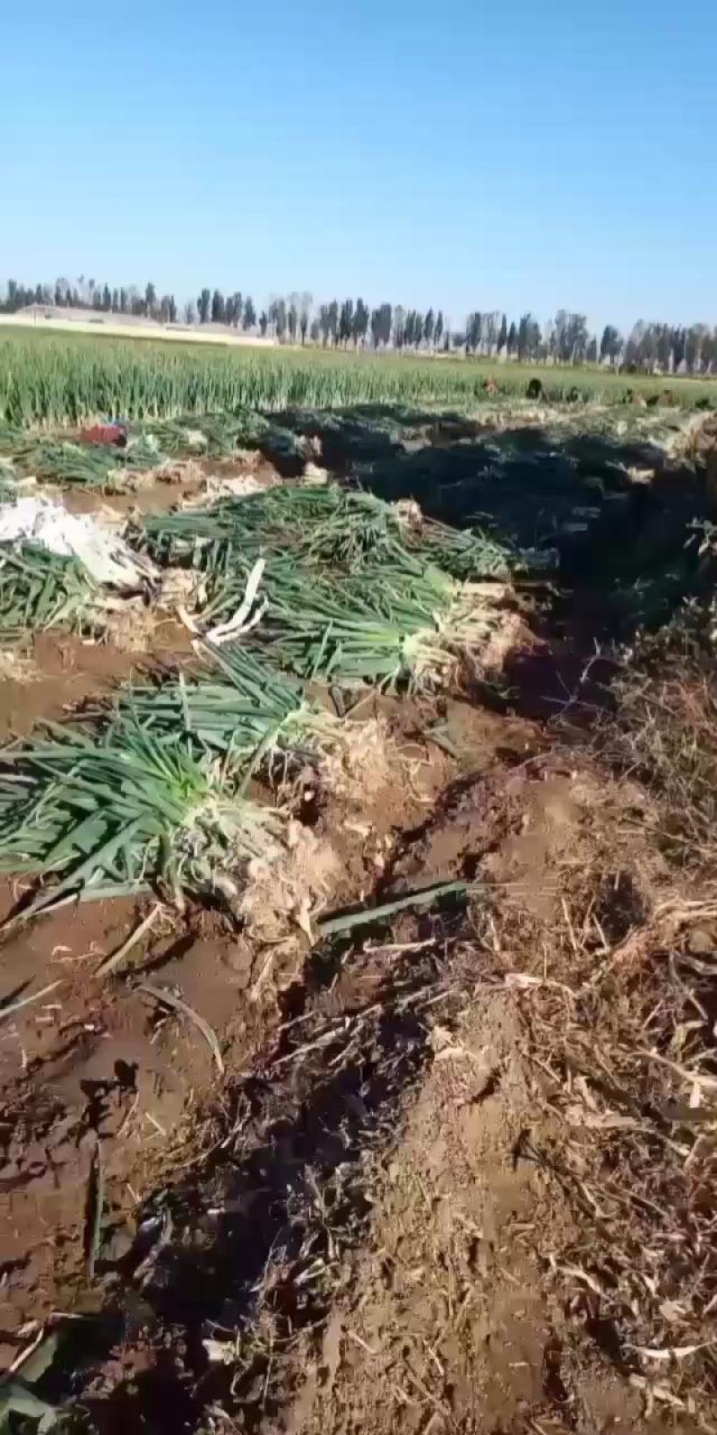 鸡腿大葱