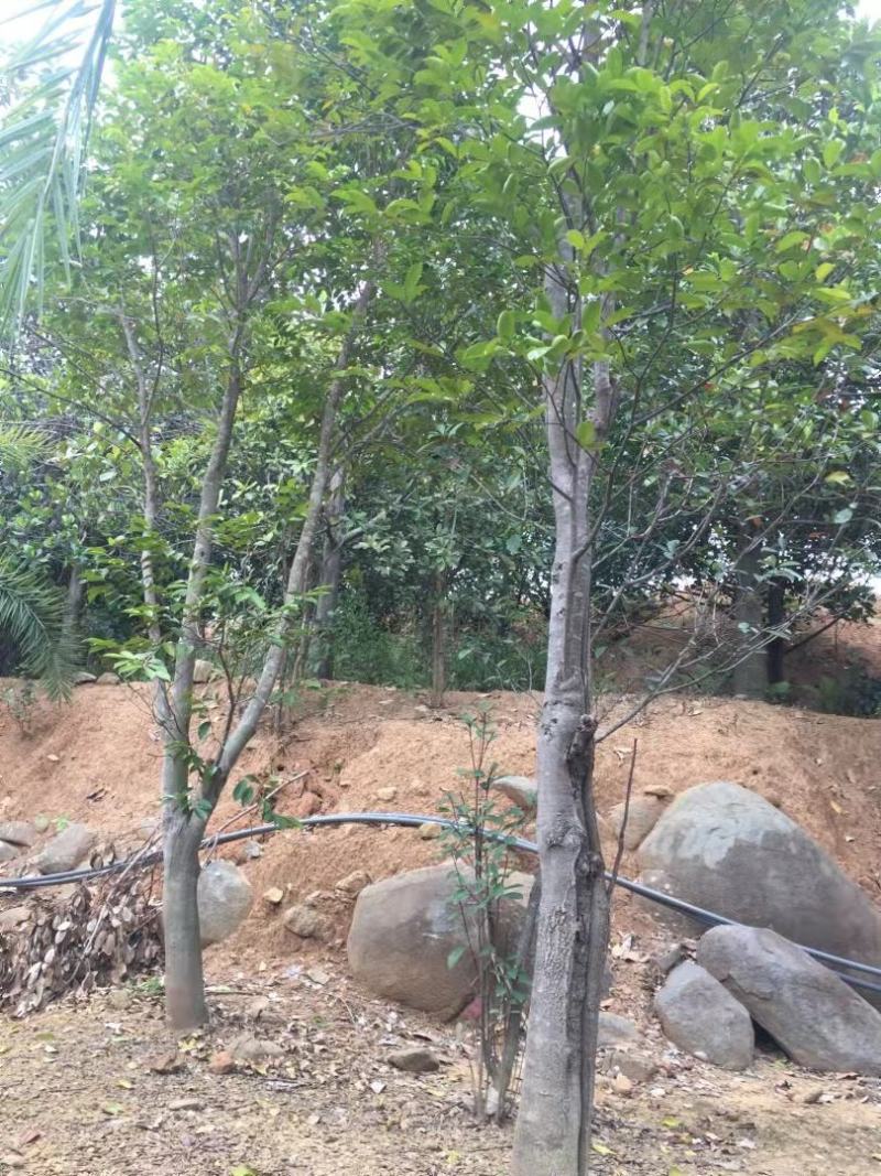 沉香树白木香福建漳州沉香园欢迎合作开发沉香产业链