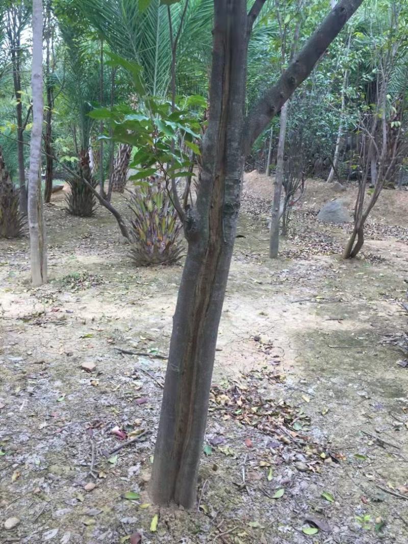 沉香树白木香福建漳州沉香园欢迎合作开发沉香产业链