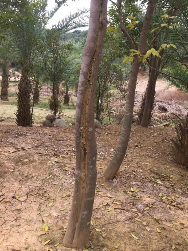 沉香树白木香福建漳州沉香园欢迎合作开发沉香产业链