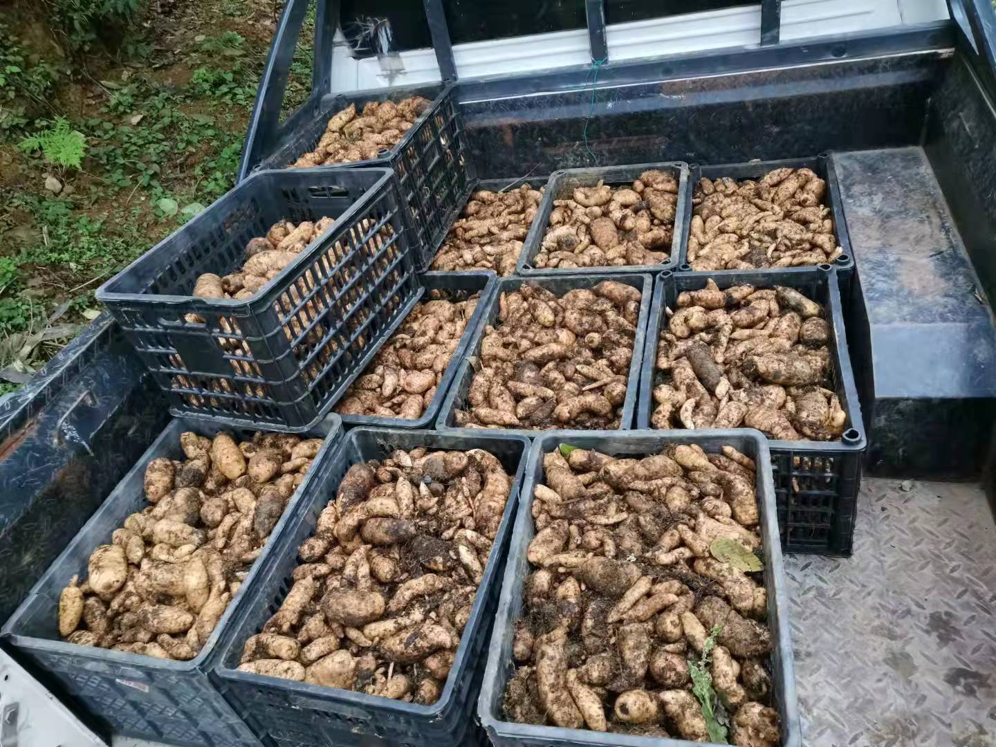 芝麻出口贸易流程示意图,涵盖种植、收购、加工、包装、出口等环节 芝麻出口贸易流程图