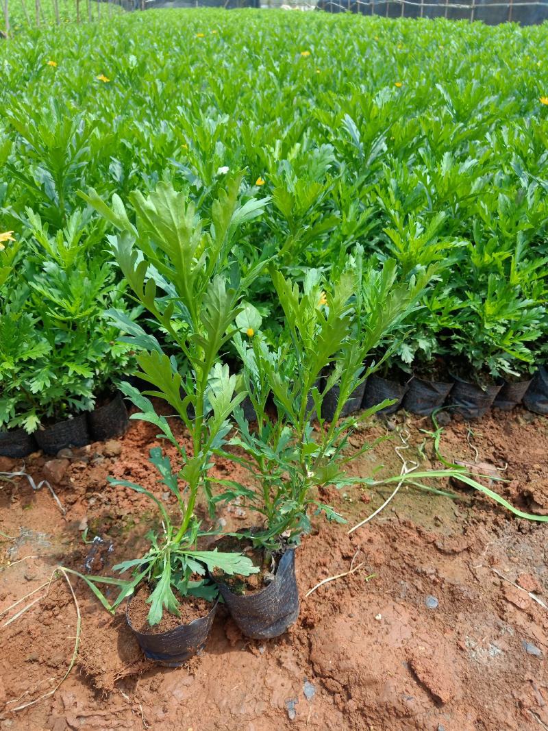 木春菊