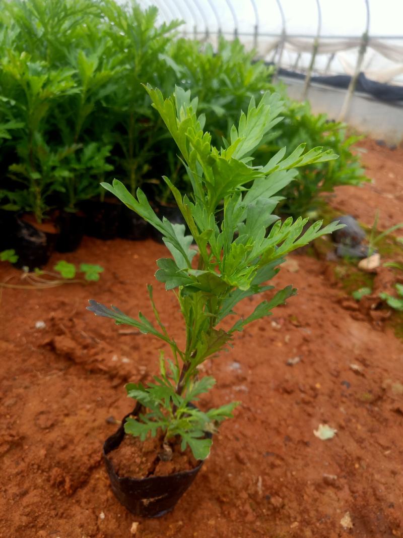 木春菊