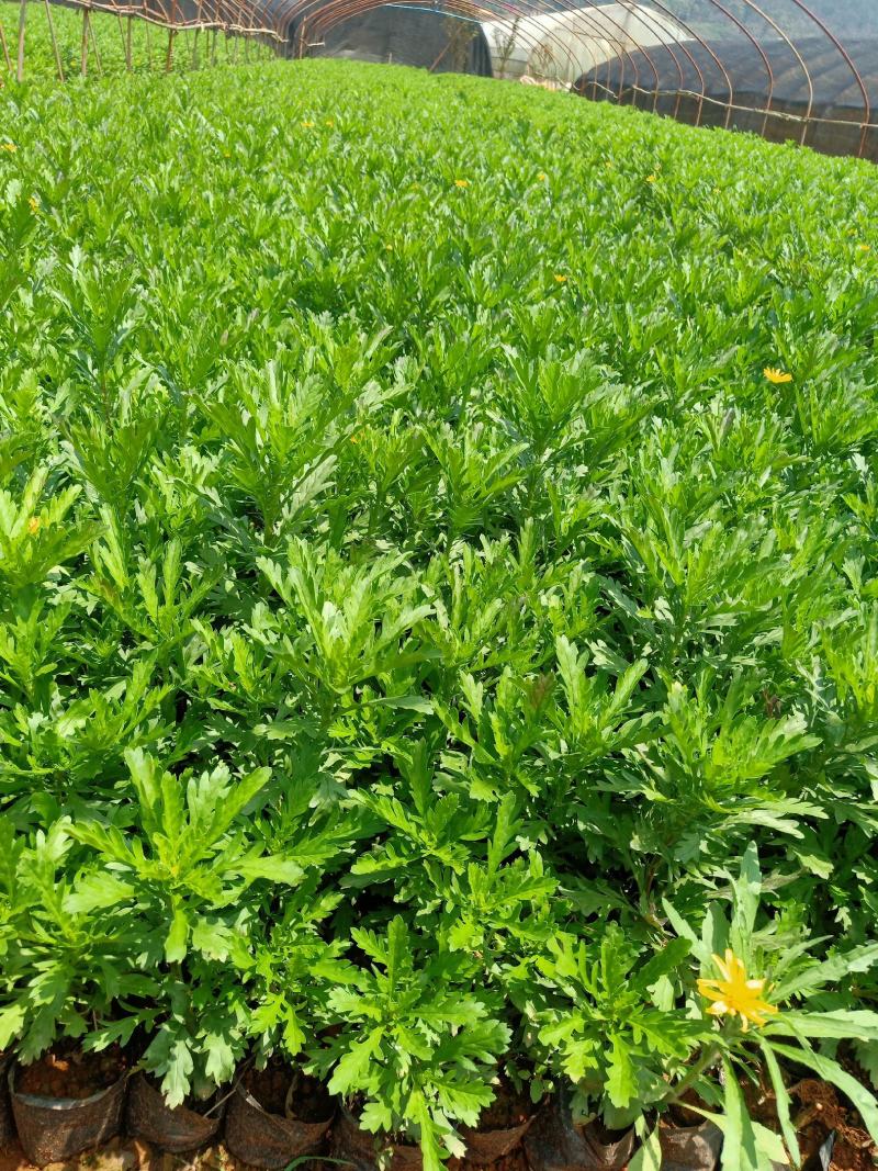 木春菊