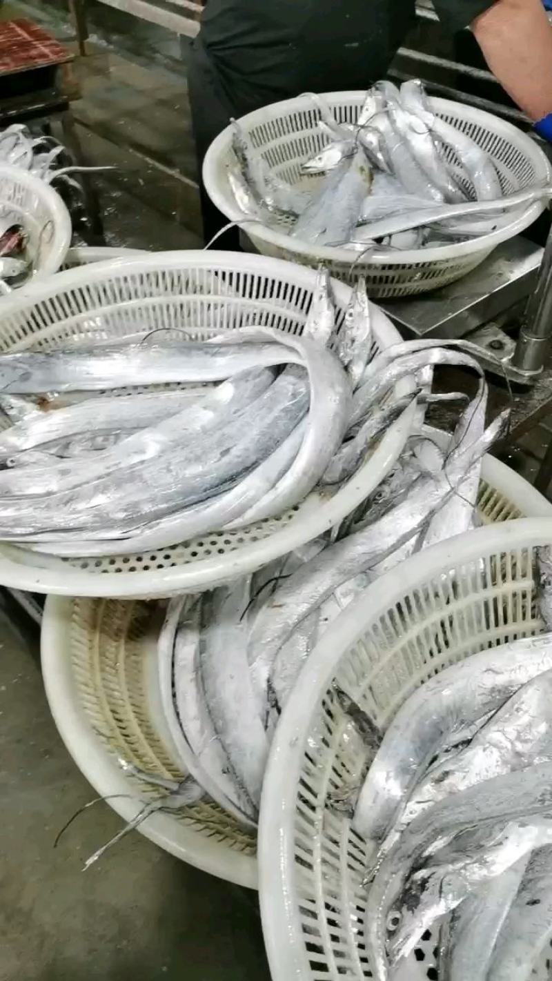 舟山带鱼，精品礼盒，厂家直发，量大从优欢迎产地咨询！