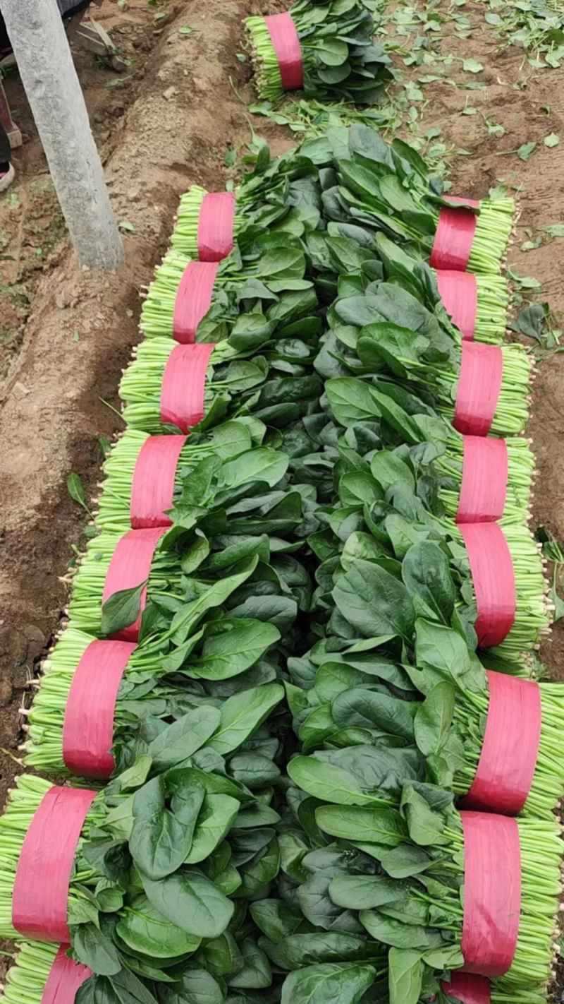 单县万亩优质菠菜大量上市，一手货源、代发全国