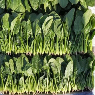单县万亩优质菠菜大量上市，一手货源、代发全国