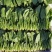 单县万亩优质菠菜大量上市，一手货源、代发全国