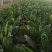 单县万亩优质菠菜大量上市，一手货源、代发全国