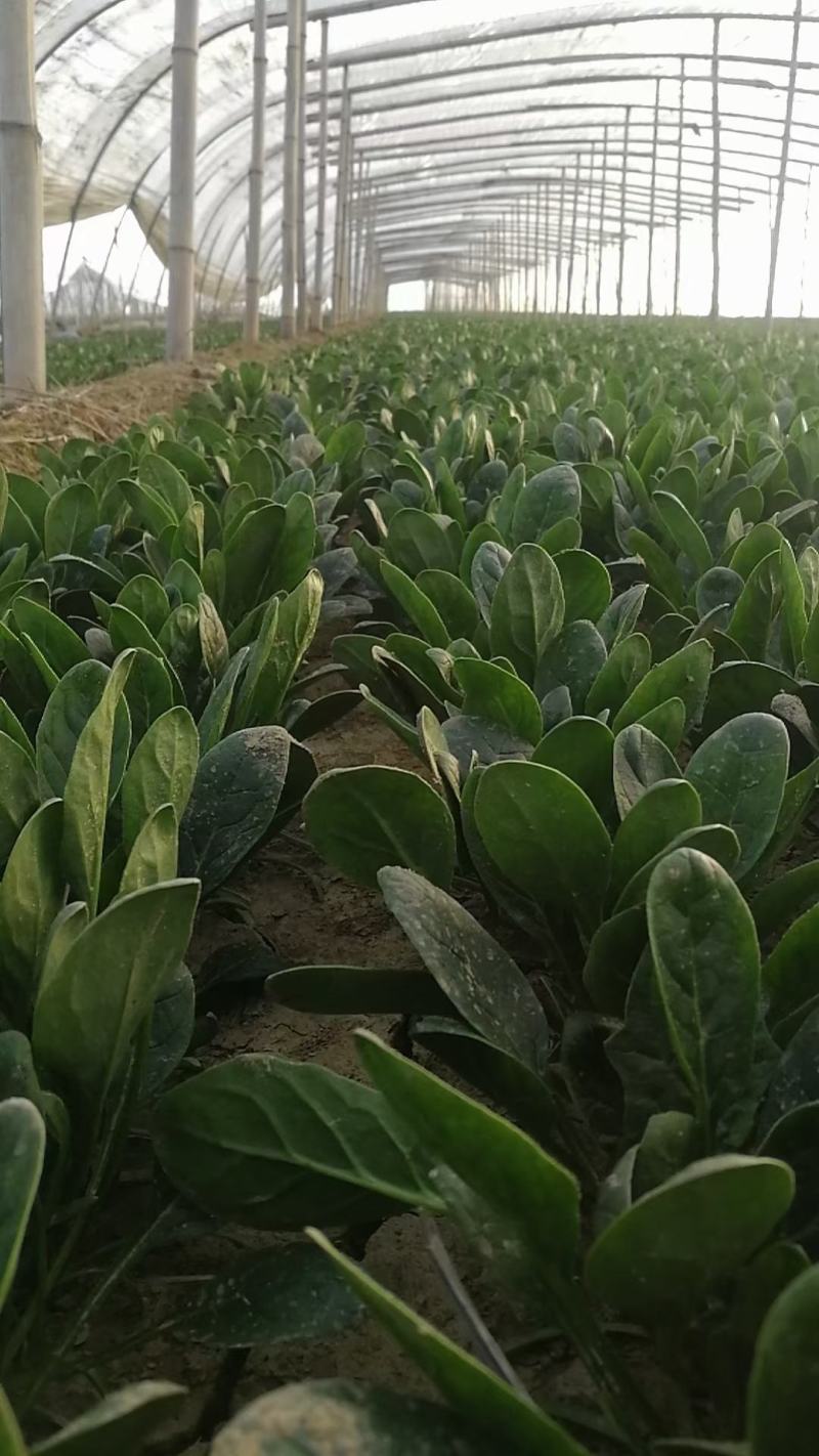 单县万亩优质菠菜大量上市，一手货源、代发全国