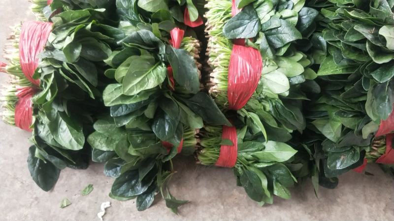 单县万亩优质菠菜大量上市，一手货源、代发全国