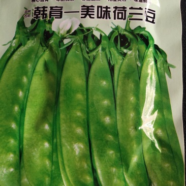 荷兰豆种子，高产。优质，早熟，矮茎，