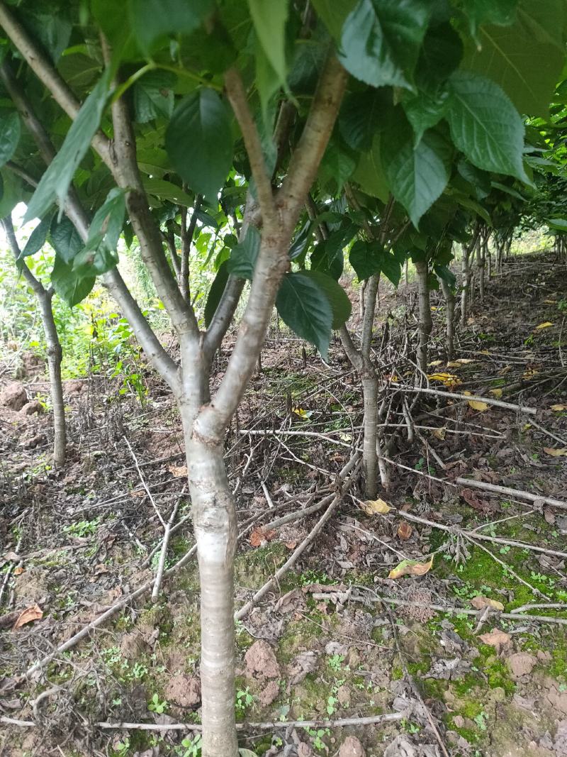 【精品】红妃樱桃苗玛瑙红樱桃苗车厘子苗，一手货源红品种纯正