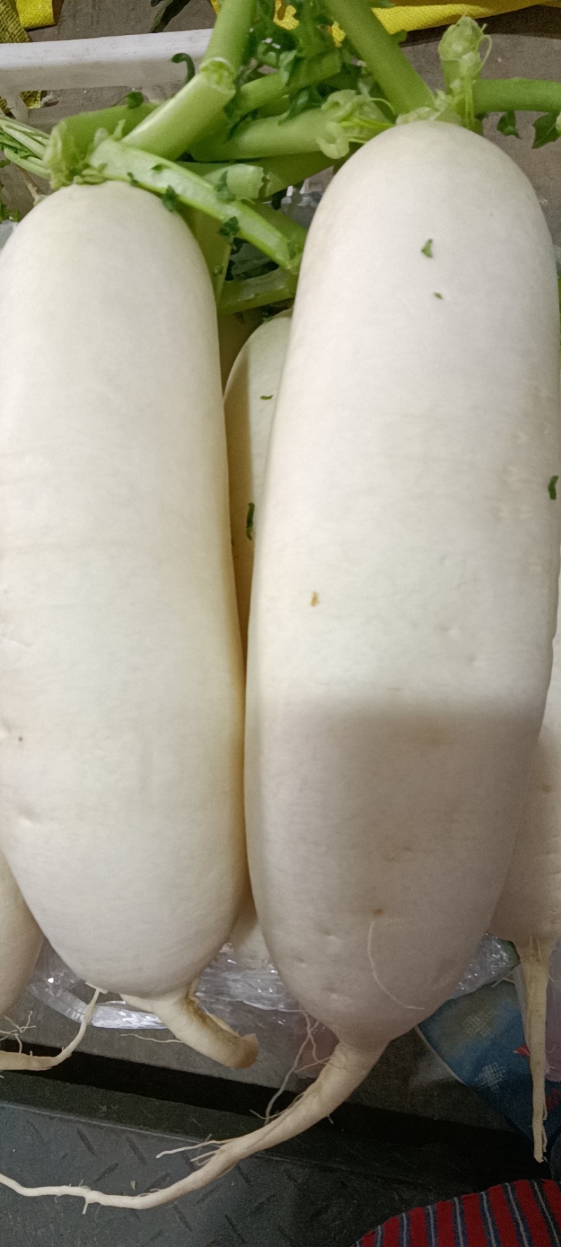 精品白萝卜