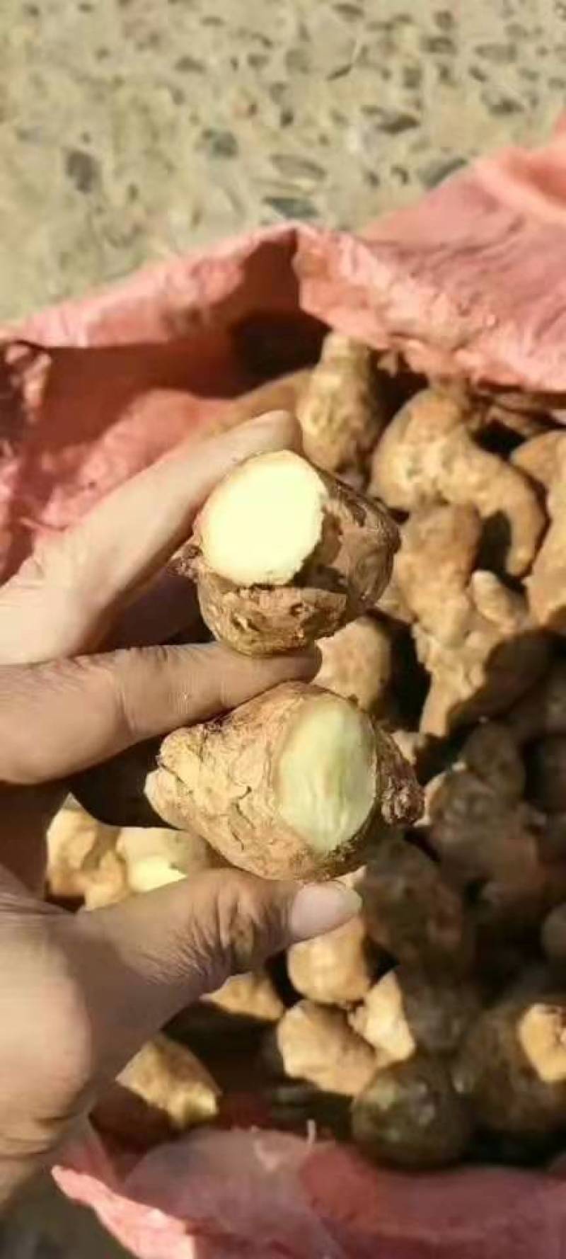 姜母山东优质姜母常年有货质量好货源充足