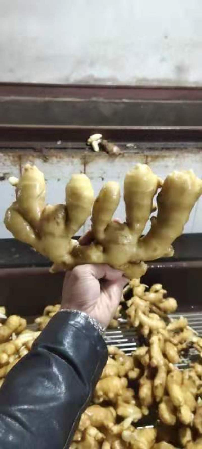 姜母山东优质姜母常年有货质量好货源充足