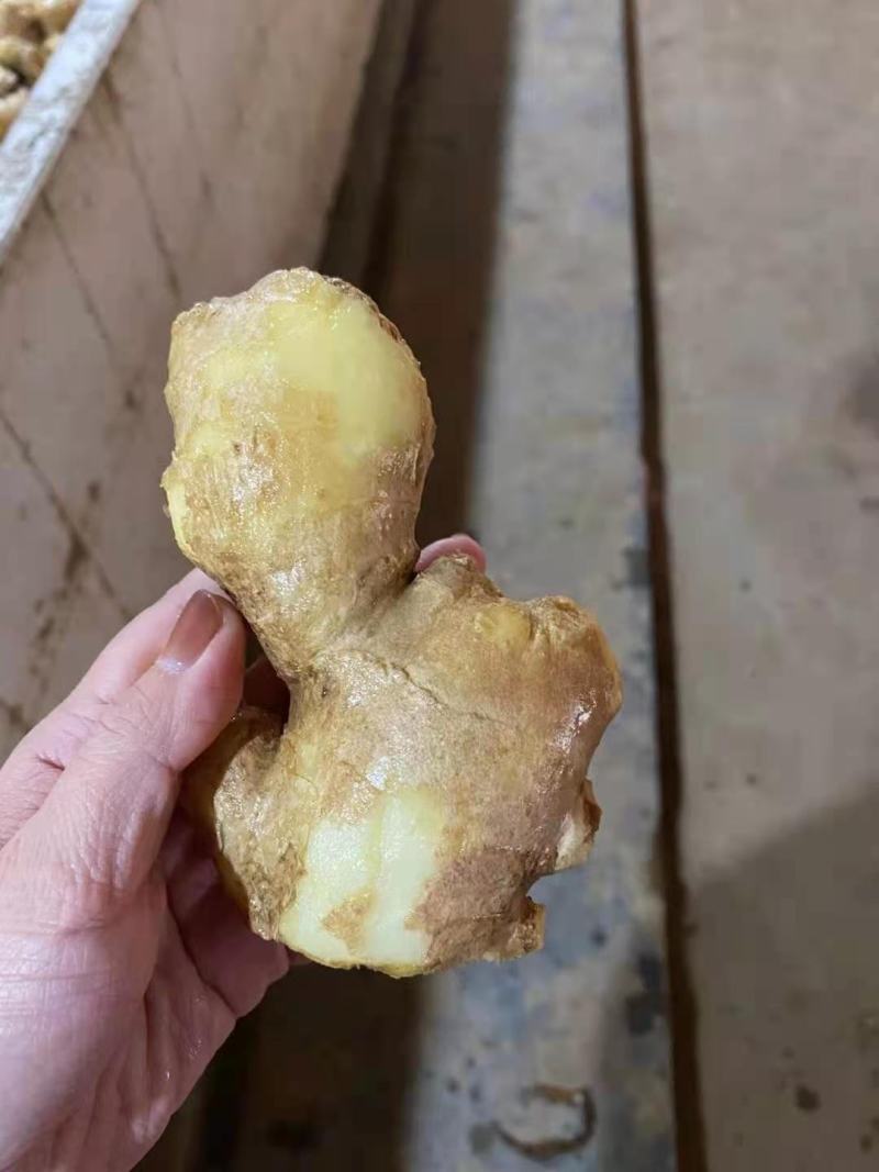 姜母山东优质姜母常年有货质量好货源充足